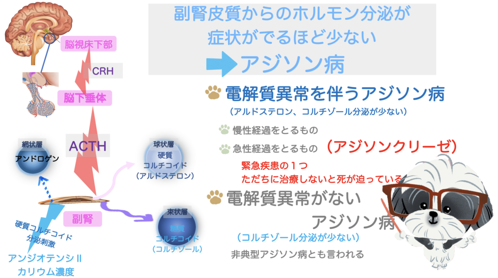 何となく調子が悪い 寝てばかりいる 犬の副腎皮質機能低下症 アジソン病 おしえてrin先生