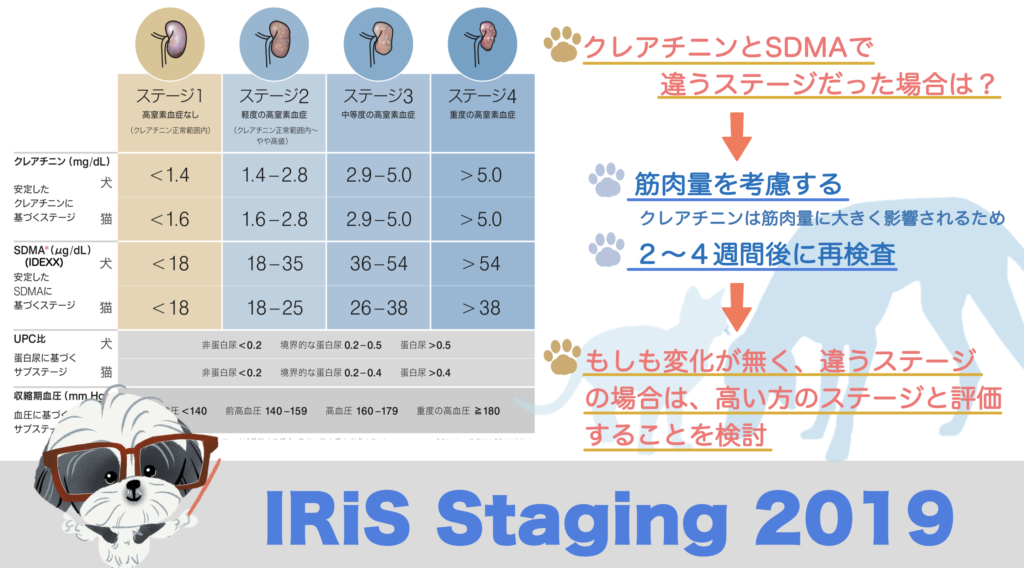 おしっこが多い/水をよく飲む 猫の慢性腎臓病 治療編  おしえてRin先生